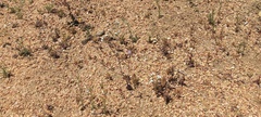 Gilia diegensis