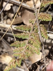 Myriopteris fendleri