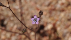 Gilia diegensis