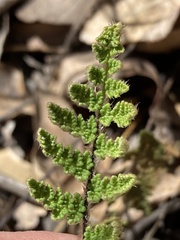 Myriopteris fendleri