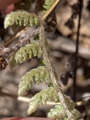 Myriopteris fendleri