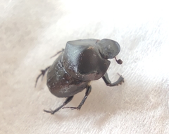 Onthophagus schaefferi