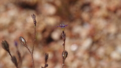Gilia diegensis