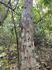 Zanthoxylum martinicense