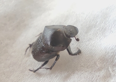 Onthophagus schaefferi