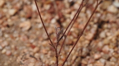 Gilia diegensis
