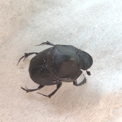 Onthophagus schaefferi