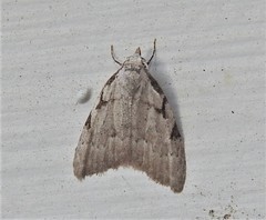 Nola triquetrana