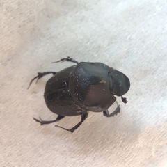 Onthophagus schaefferi