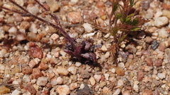 Gilia diegensis