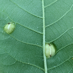 Phylloxera caryaescissa