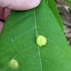 Phylloxera caryaescissa