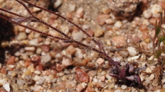 Gilia diegensis