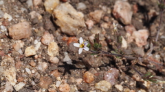 Leptosiphon pygmaeus continentalis