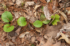 Pyrola elliptica