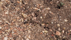 Leptosiphon pygmaeus continentalis