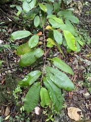 Chrysophyllum argenteum