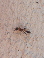 Pseudomyrmex gracilis