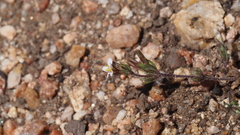 Leptosiphon pygmaeus continentalis