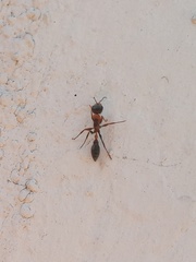 Pseudomyrmex gracilis