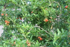 Punica granatum