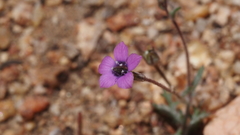 Gilia transmontana