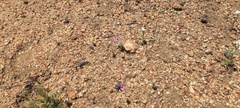 Gilia transmontana