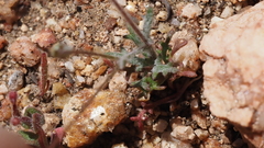 Gilia transmontana