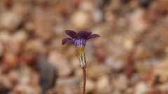 Gilia transmontana