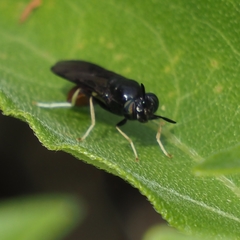 Hermetia relicta