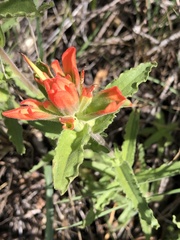 Castilleja martini
