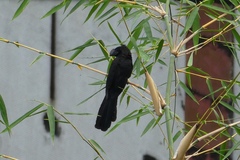 Crotophaga ani