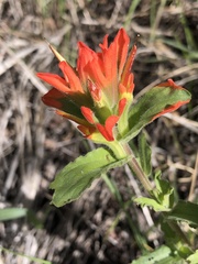 Castilleja martini