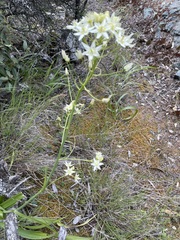 Toxicoscordion fontanum