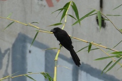 Crotophaga ani