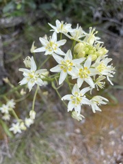 Toxicoscordion fontanum