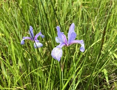 Iris prismatica