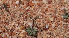 Nemacladus longiflorus