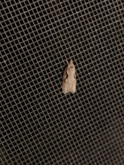 Semioscopis packardella