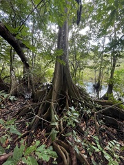 Pterocarpus officinalis