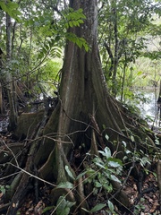 Pterocarpus officinalis