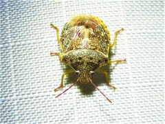 Dendrocoris humeralis