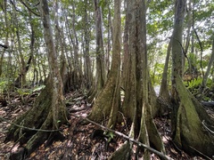Pterocarpus officinalis