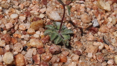 Nemacladus longiflorus