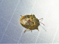 Dendrocoris humeralis