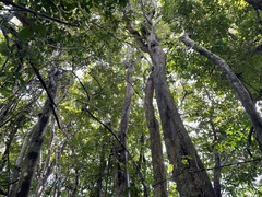 Pterocarpus officinalis