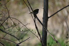 Leiothlypis peregrina
