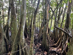 Pterocarpus officinalis