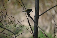 Leiothlypis peregrina