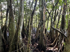 Pterocarpus officinalis